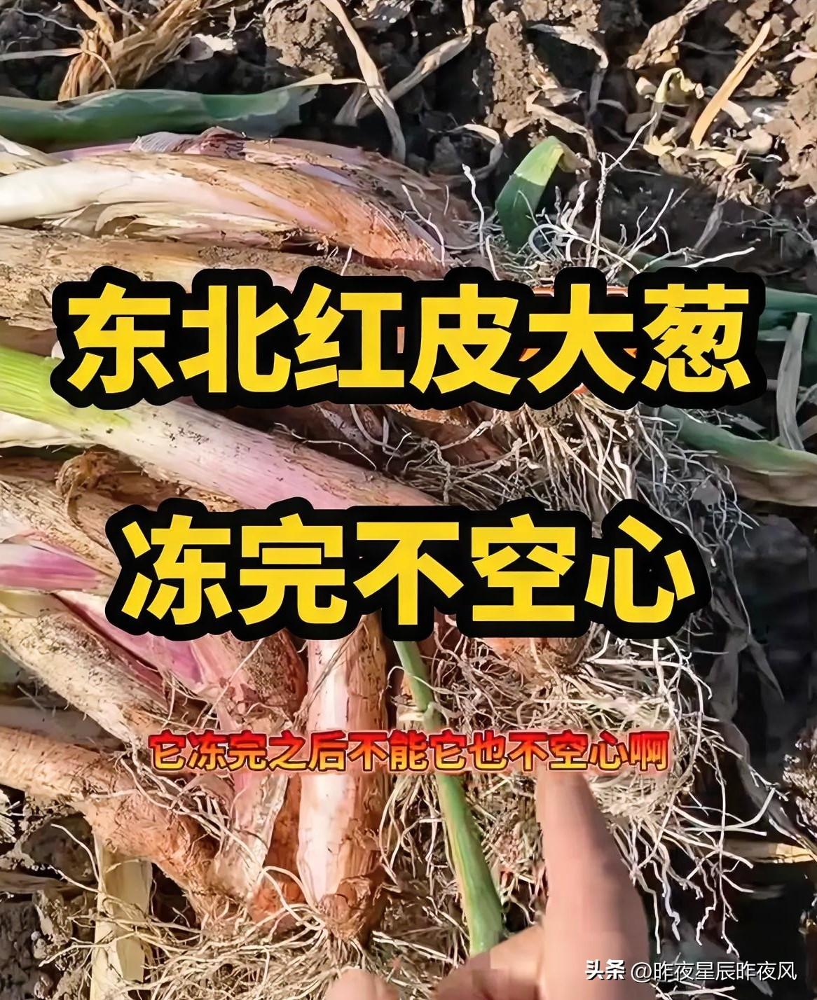 今年东北红皮鸡腿葱卖的可火了。
白杆大葱虽然价格低，也没啥人愿意买
低到5毛一斤
