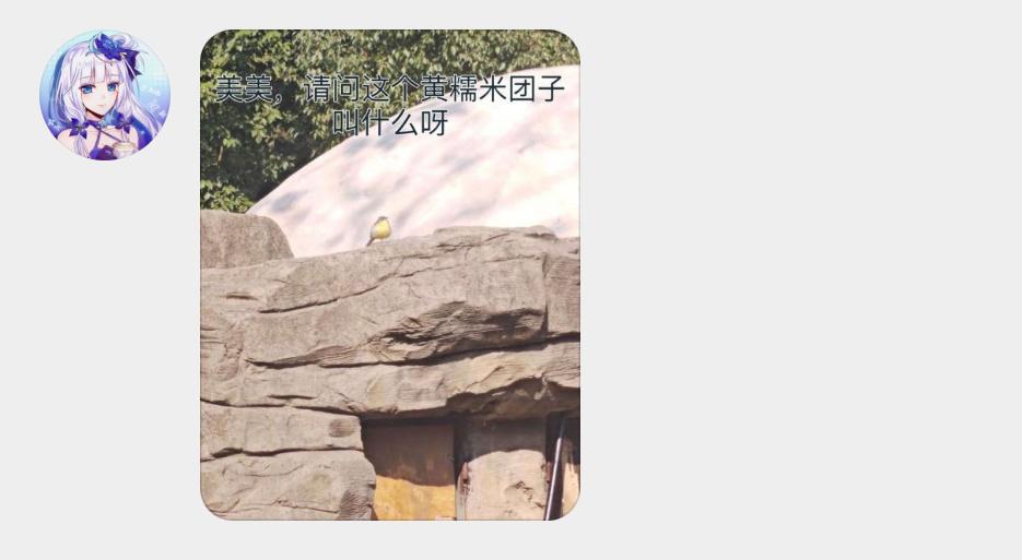 #鸟粉投稿# 一团灰鹡jí鸰líng粽子的型状[开学季] ​​​