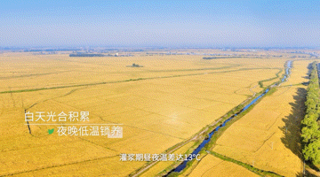 在福建解锁特等五常大米福建人也能吃上稻花香2号了🌍珍贵黑土地滋养稻谷，从田间到