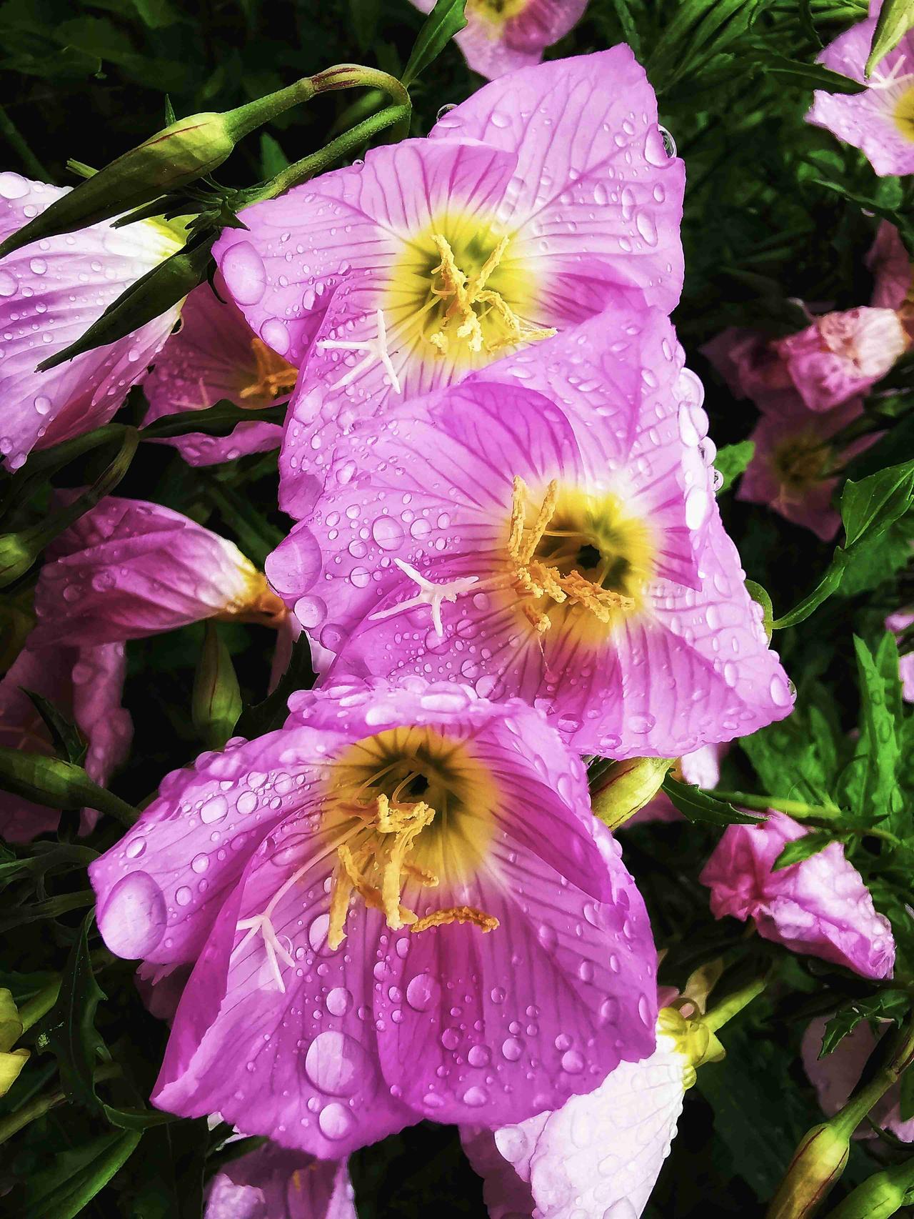 我的今日状态：😁轻松愉快
我这里的天气：💨大风细雨凝珠缀紫裳，柔英含露敛幽香