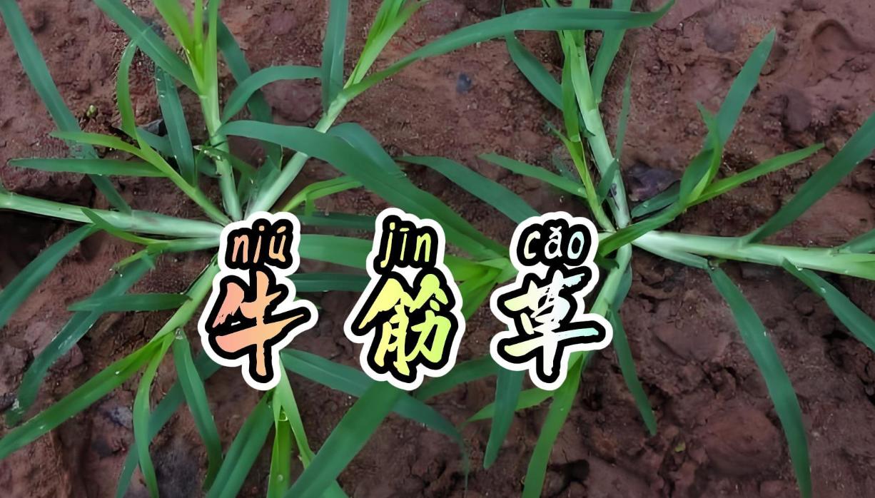 农村地头拔不动的牛筋草，搭配好了，能治三种常见病！

最让农民头疼的牛筋草却是中