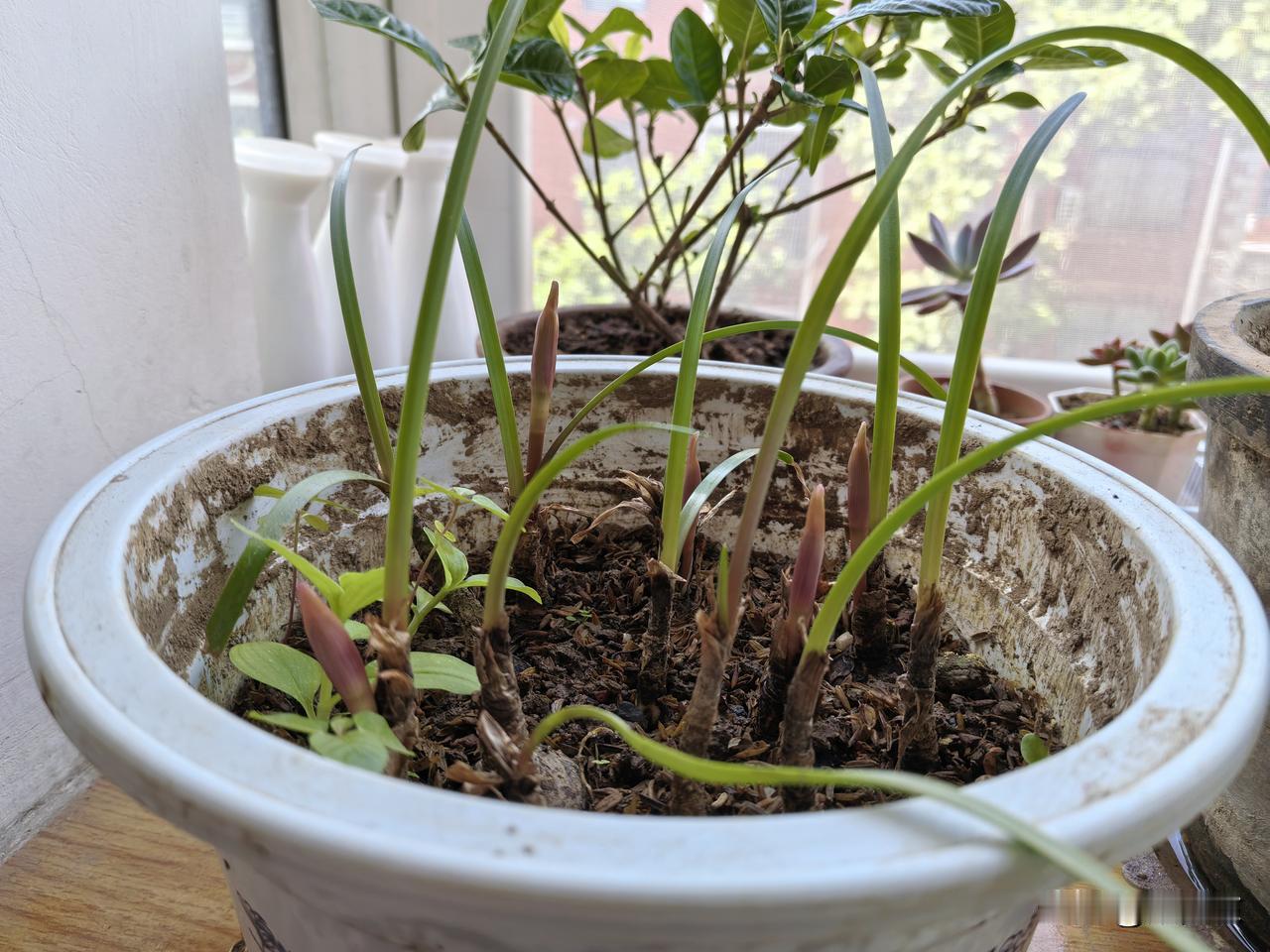 韭莲，别名红玉帘、菖蒲莲、风雨花。原产墨西哥、古巴等国家，为常绿性球根花卉，在我