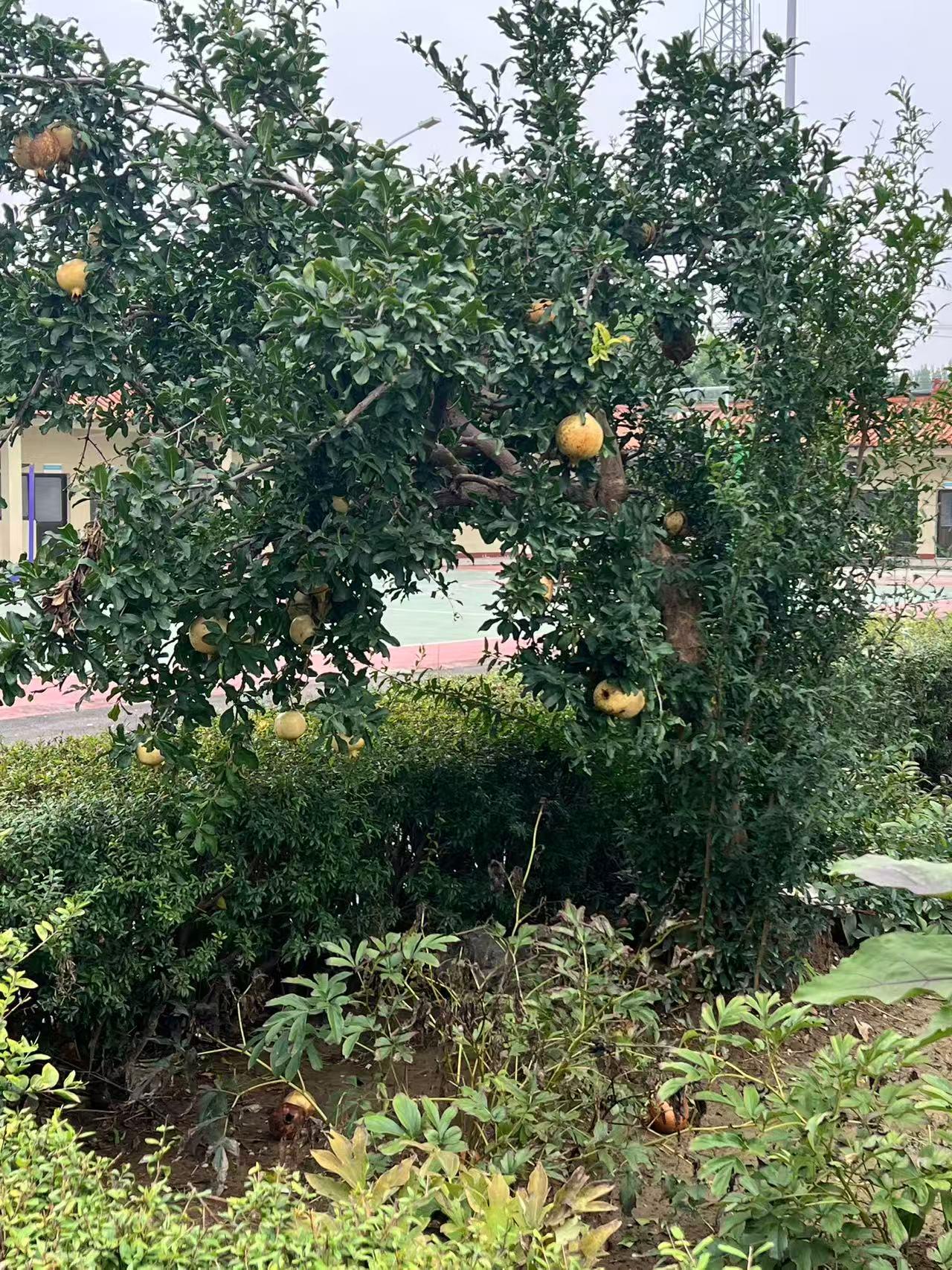 今天上午一到学校
我就去看了教学楼前花园里的那棵榴树
矮矮的结满了果子
这棵石榴