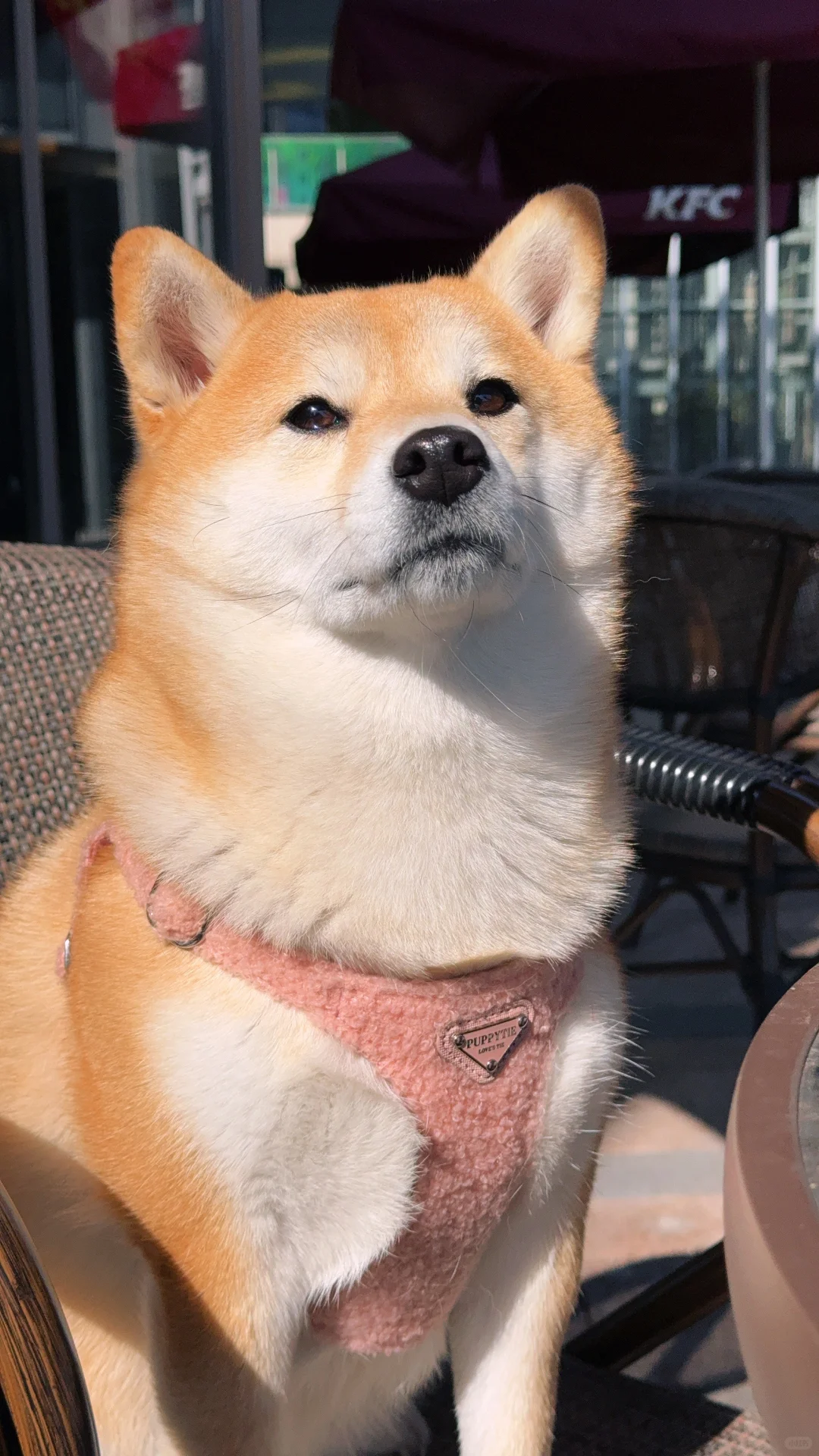 左滑给柴桑来一根薯条🍟