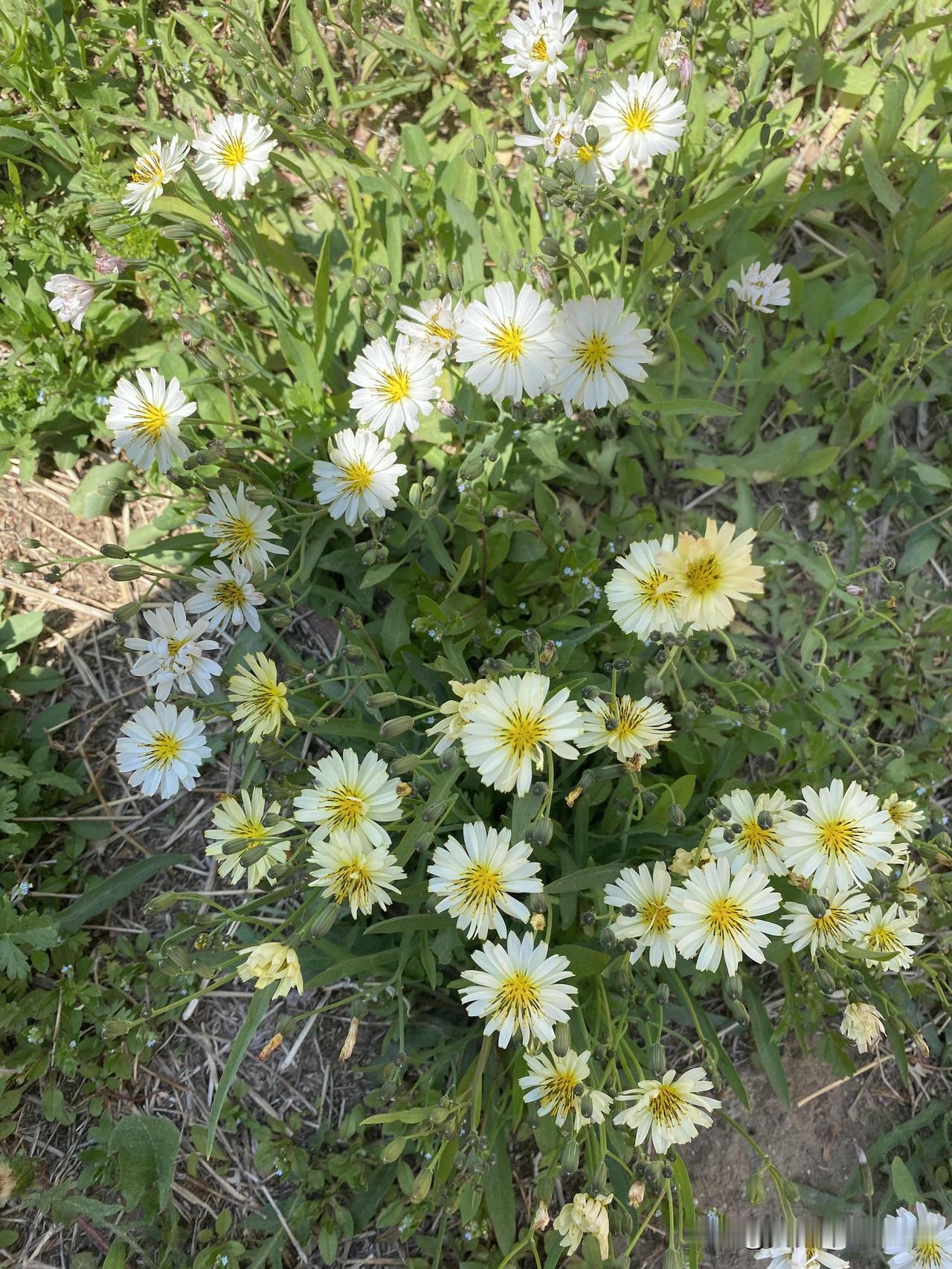 出去散步遇见了一丛丛的小野花，好多细碎的小白花悄悄开在泥土上。

花瓣白白的，中