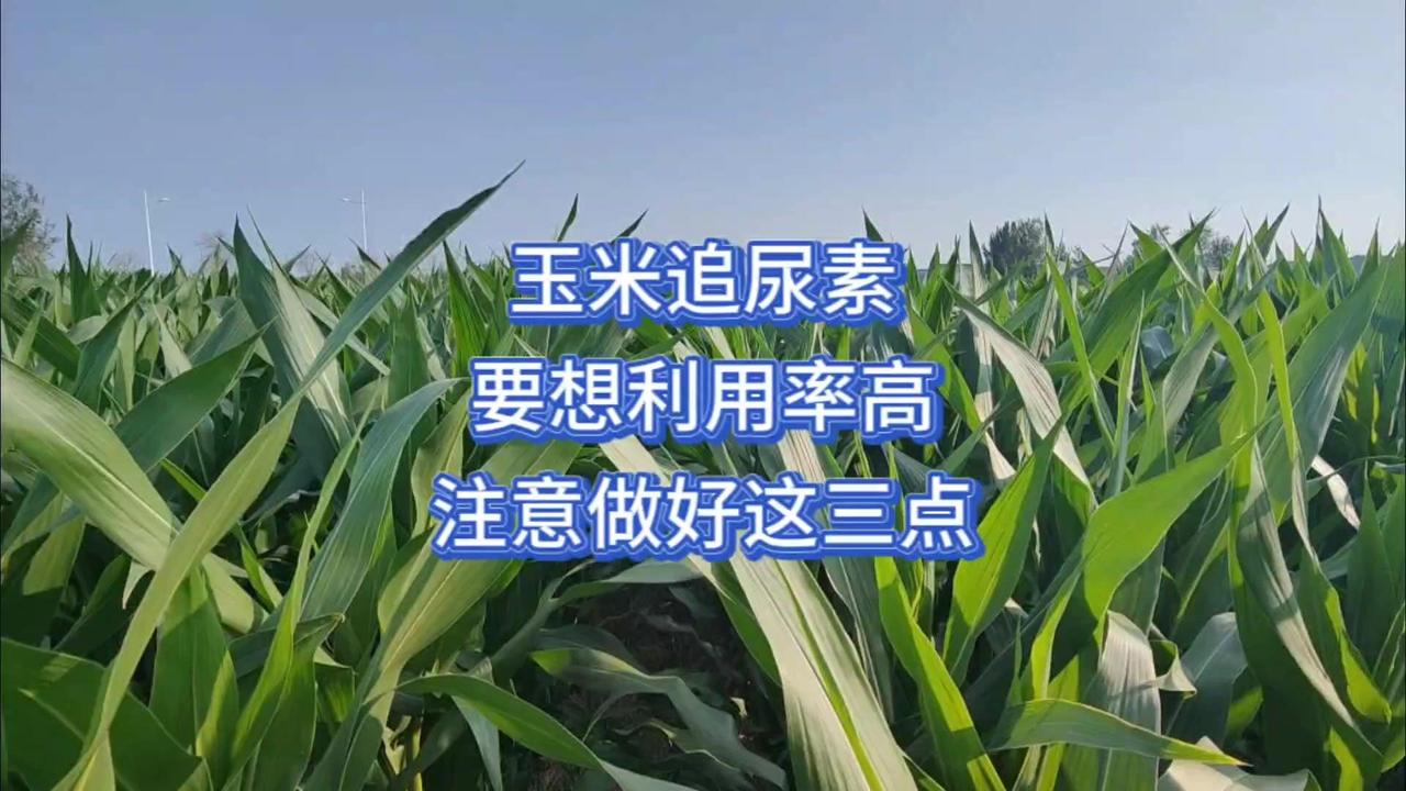 🌽玉米追尿素想高产，这3个窍门得记牢！

1️⃣深埋防挥发：尿素入土后需转化才