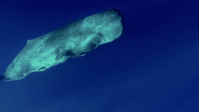 【鲸鱼：我没隐私啦！连我的鼻涕都不放过吗？】墨西哥湾漏油事故后，科学家在研究抹香