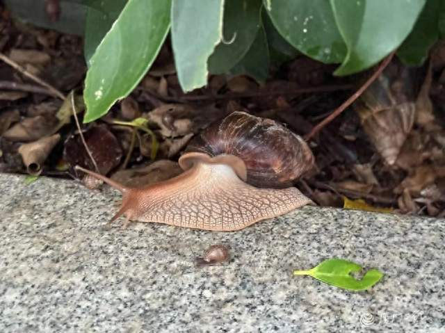 广州绿化带为何出现拳头大蜗牛
