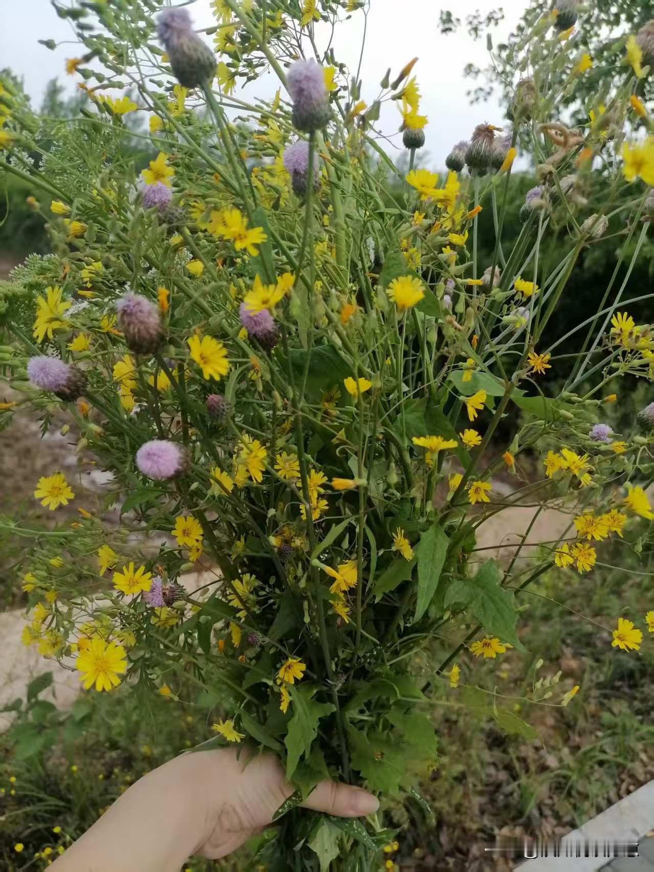 分享一张你拍的花，什么花都行路边的时令野花，我采了一大把