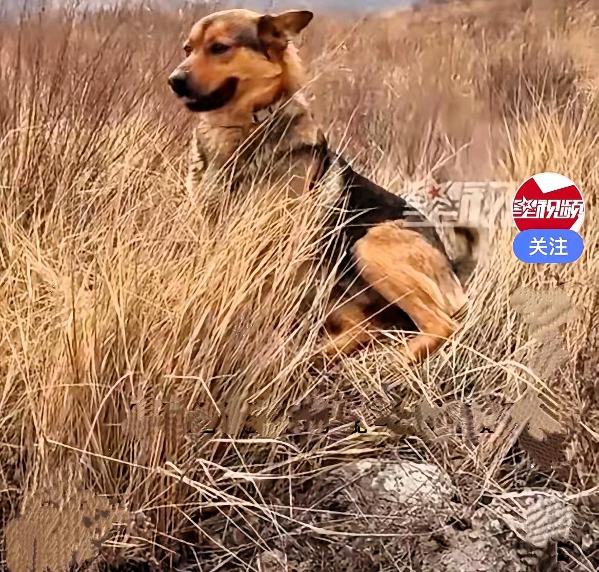 近日，山西一女子自己上山去捡地皮菜，捡着捡着、走着走着就找不到路了，那个山沟特别