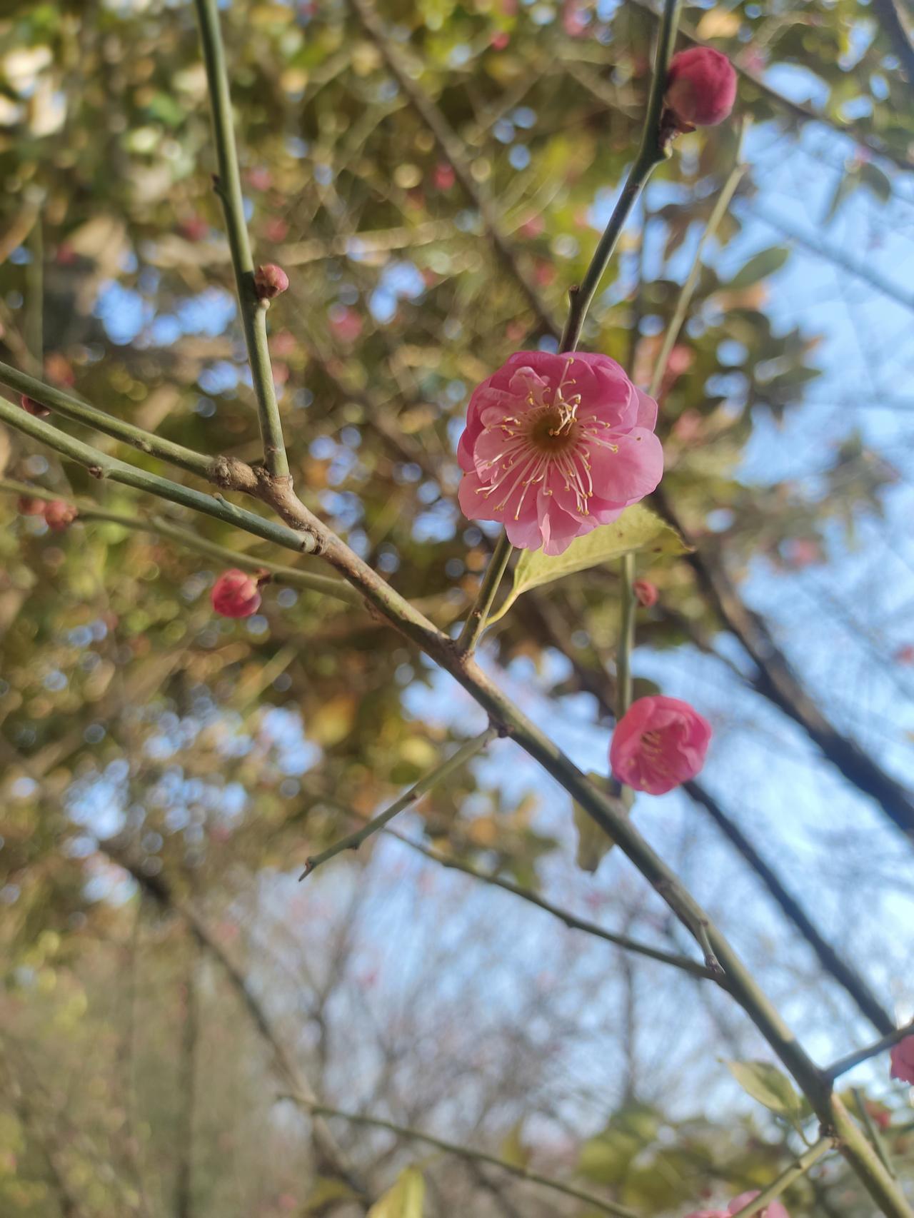 墙角数枝梅，
凌寒独自开，
遥知不是雪，
为有暗香来