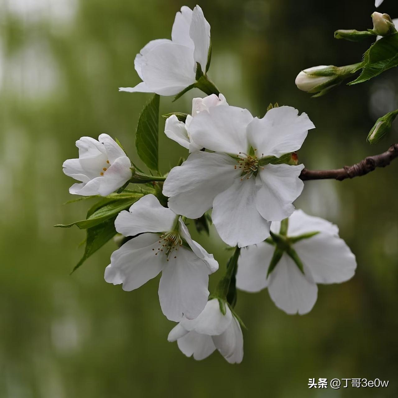 【昨日客流】
3月19日（周四）
武汉城市轨道交通线网客运量（含换乘）为428.