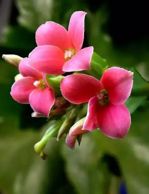 长寿花🌸
花色艳丽
花朵优美
花姿柔雅
姹紫嫣红
娇艳欲滴
美丽绽放
