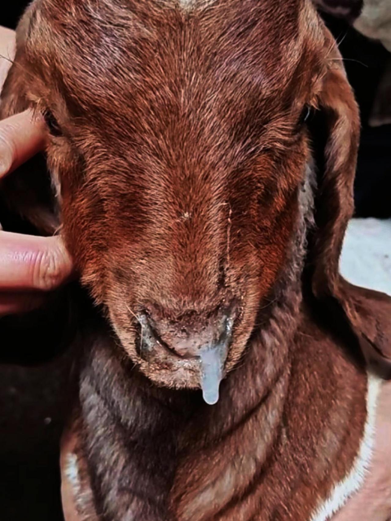 养羊人 牛羊养殖 养殖人加油 农村养羊