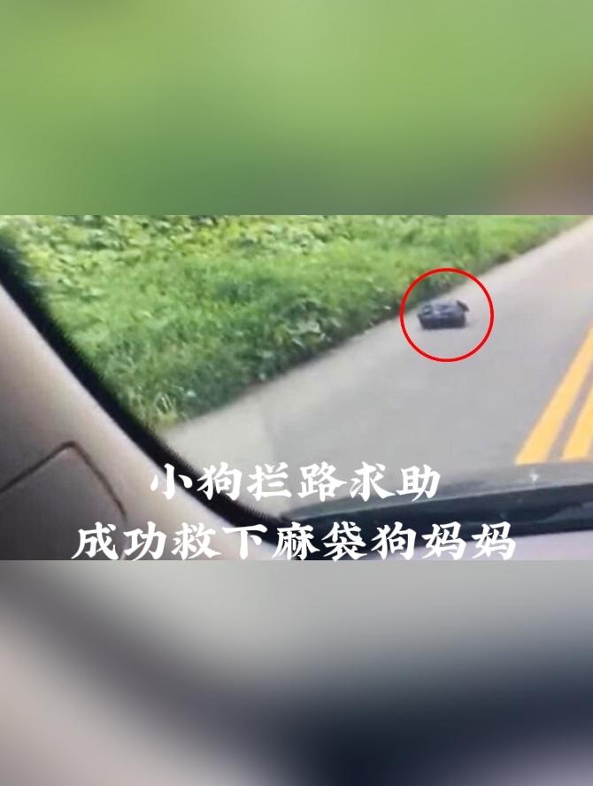 破防！小狗拦路求助，救下麻袋里的狗妈妈
 
街头一幕看得人心头酸涩，一名男子将装