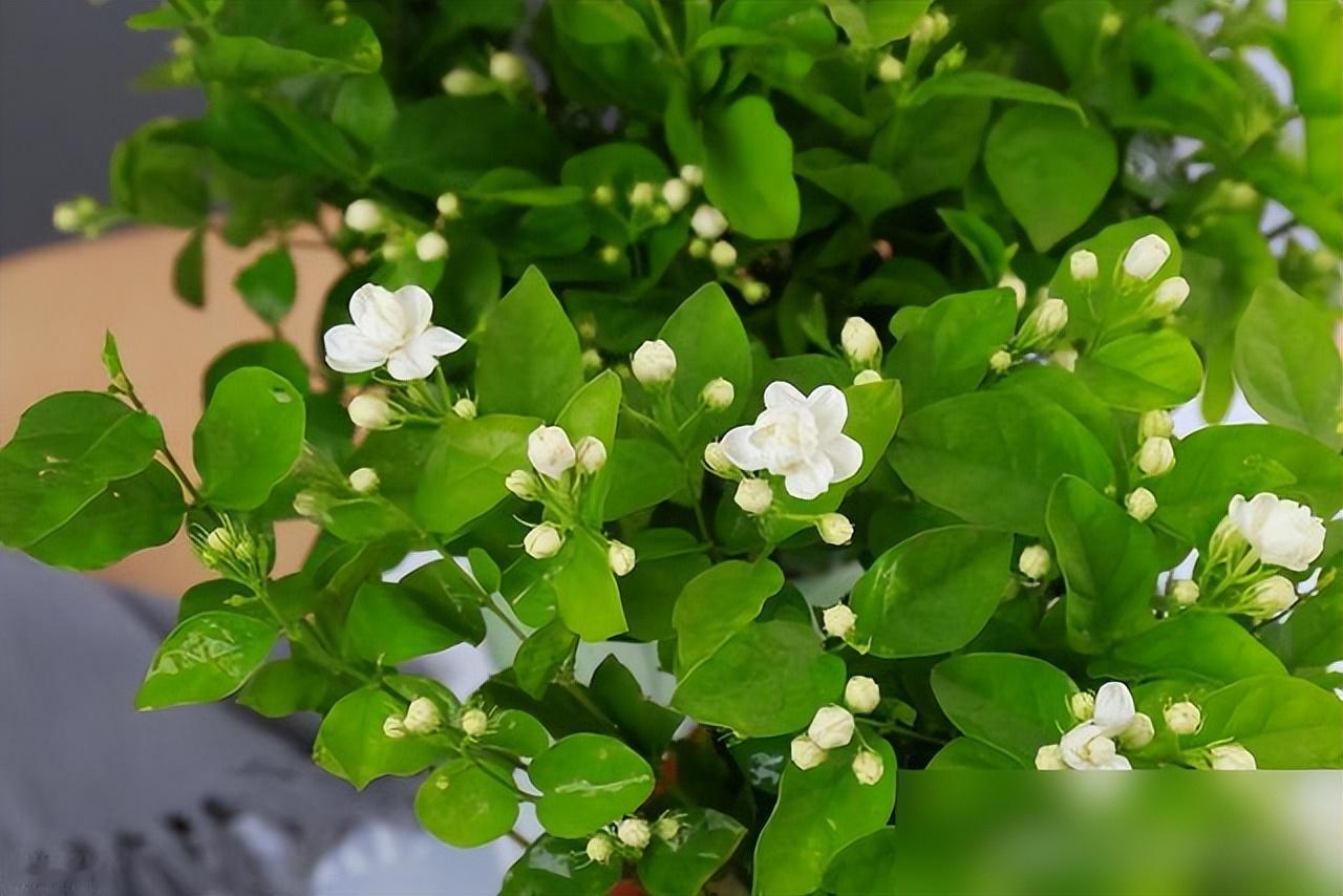 6 月入梅高温来袭，阳台别乱买花！这 4 种耐热花，38℃暴晒照样爆花，随手扦插