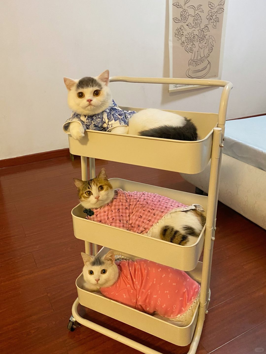 猫猫：不好意思，床位已满！ 