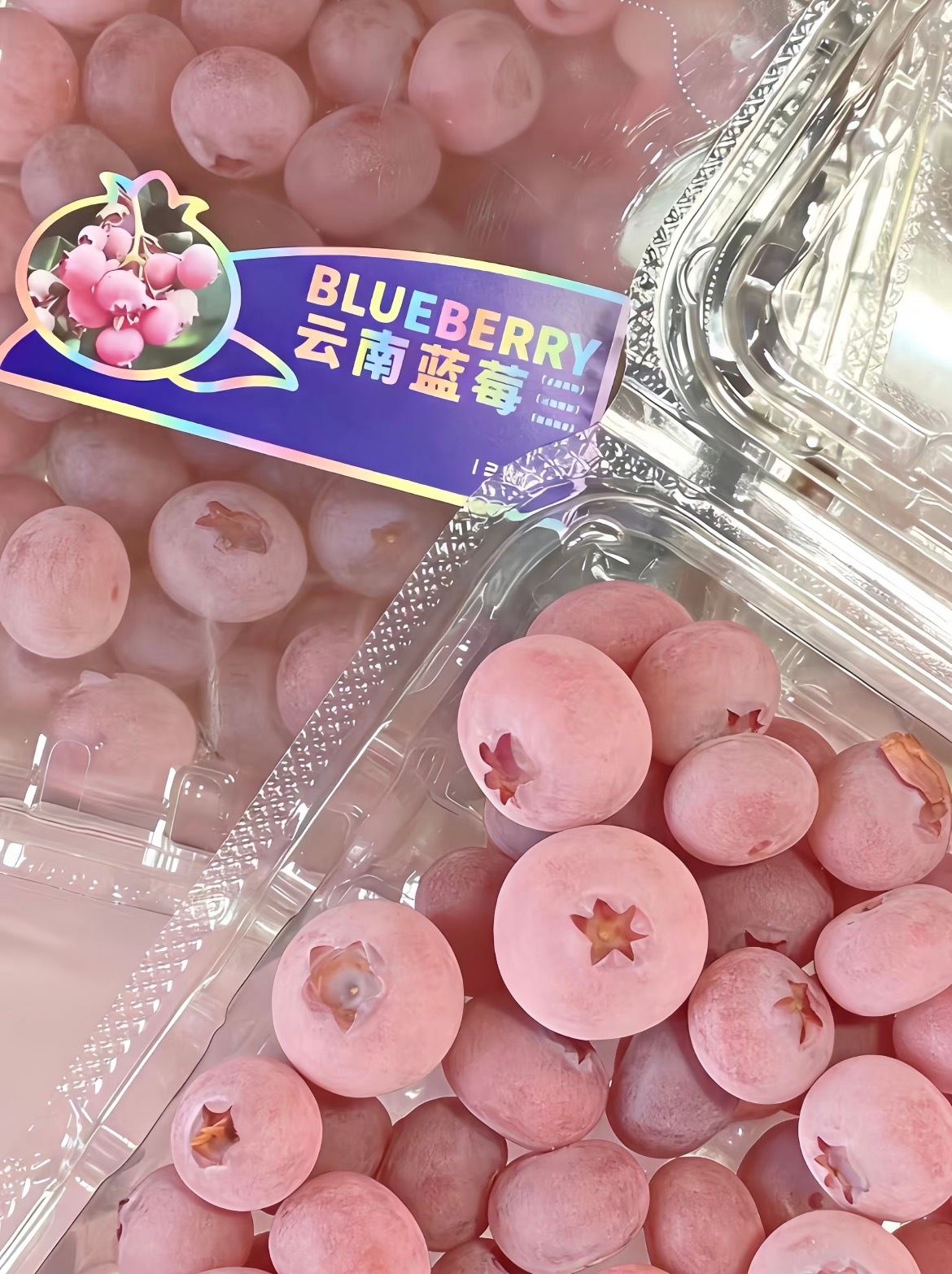 粉色蓝莓少女心爆棚的粉色蓝莓！不是染色、不是没熟、更不是转基因✨说起蓝莓，大家第