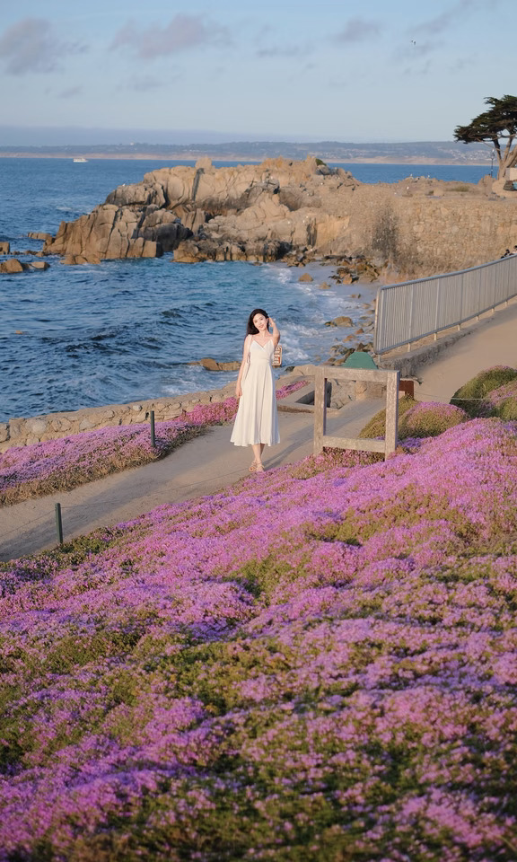 Monterey粉色花毯开好了🌸