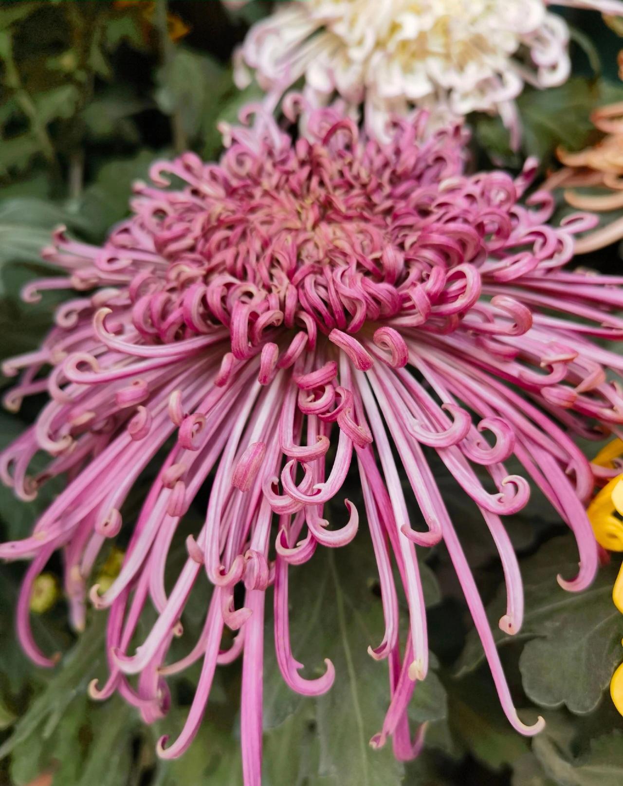 晒图笔记大赛图片中这朵菊花，花瓣如丝绦般柔韧舒展，粉紫色的卷曲花蕊层层叠叠，于绿