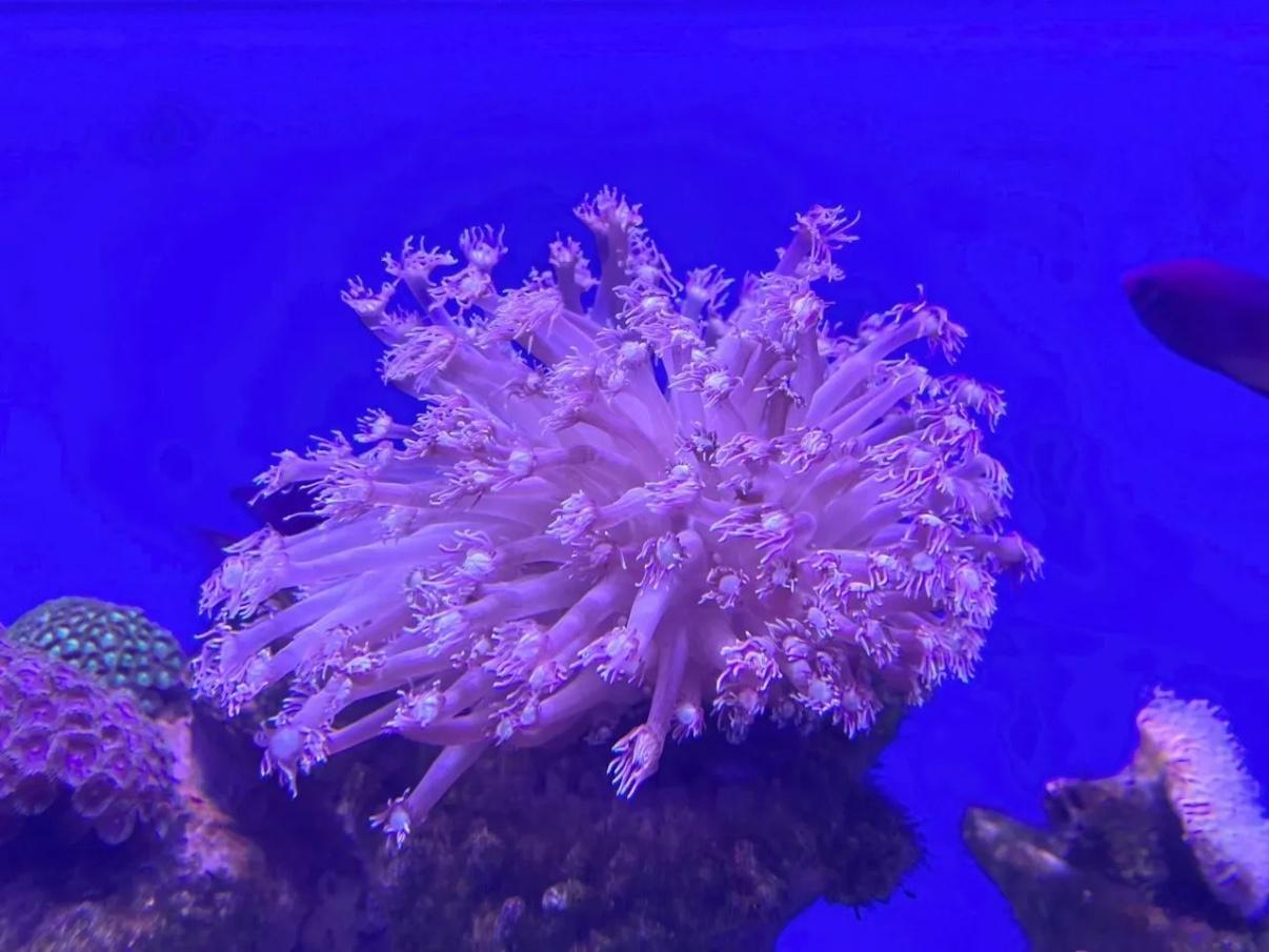 周四重点关注七大赛道：1、算力租赁2、稀有金属3、超节点4、网络交换机5、绿色电
