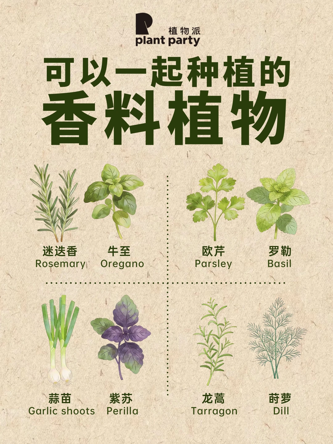 平时爱种香料的小伙伴看过来🌿