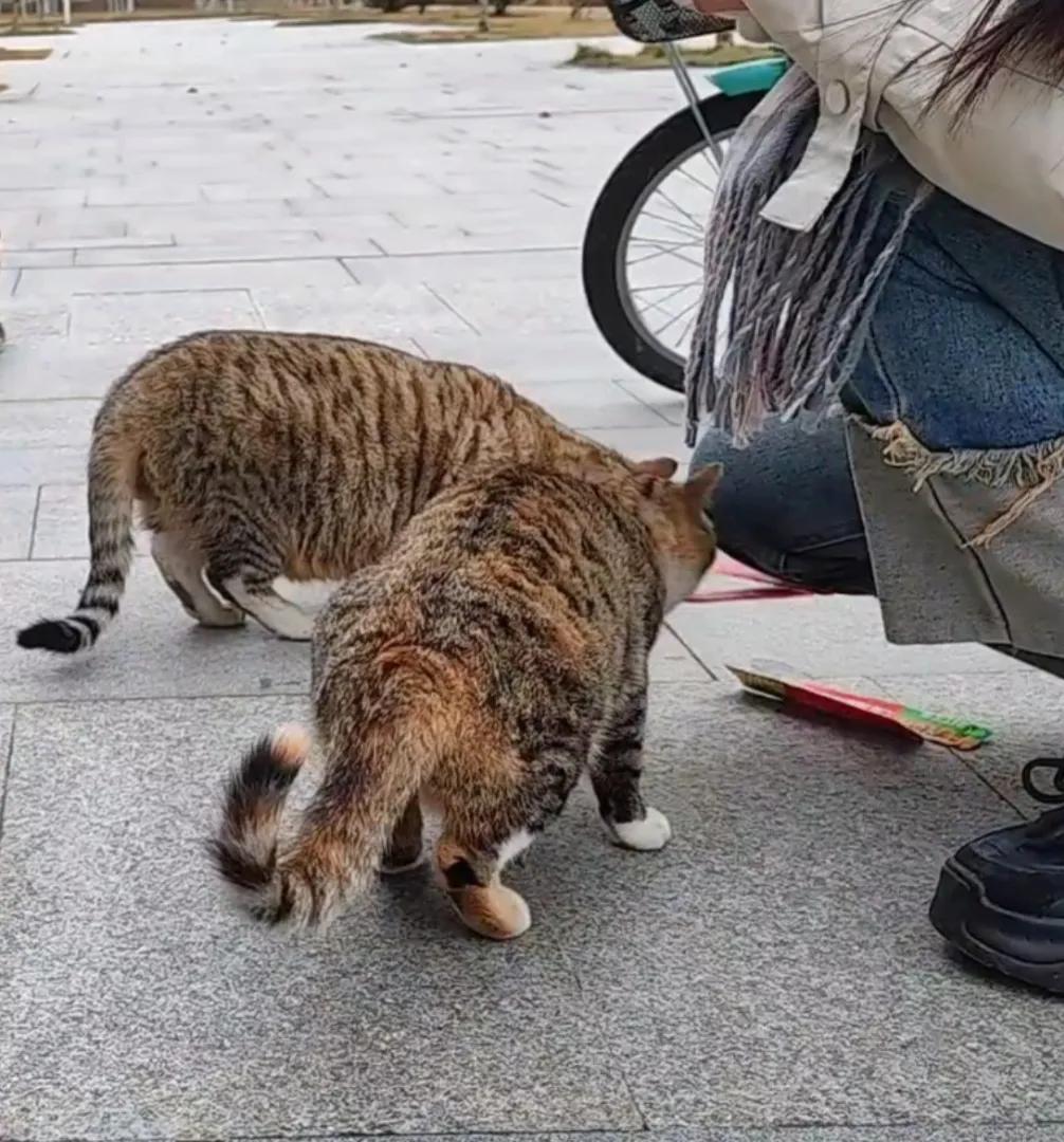 秋意正凉季节的雨天，感觉空气里都是流浪猫的尿骚味。

先生开车时，刚启动没多久一