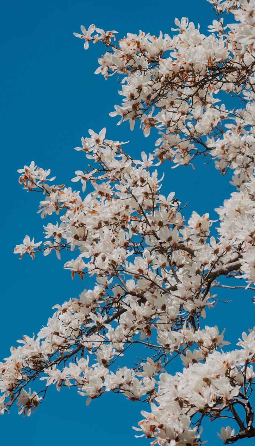 花无百日红
这话用在玉兰身上太贴切不过了
这种先开花后长叶的树种的花期太短了
仿