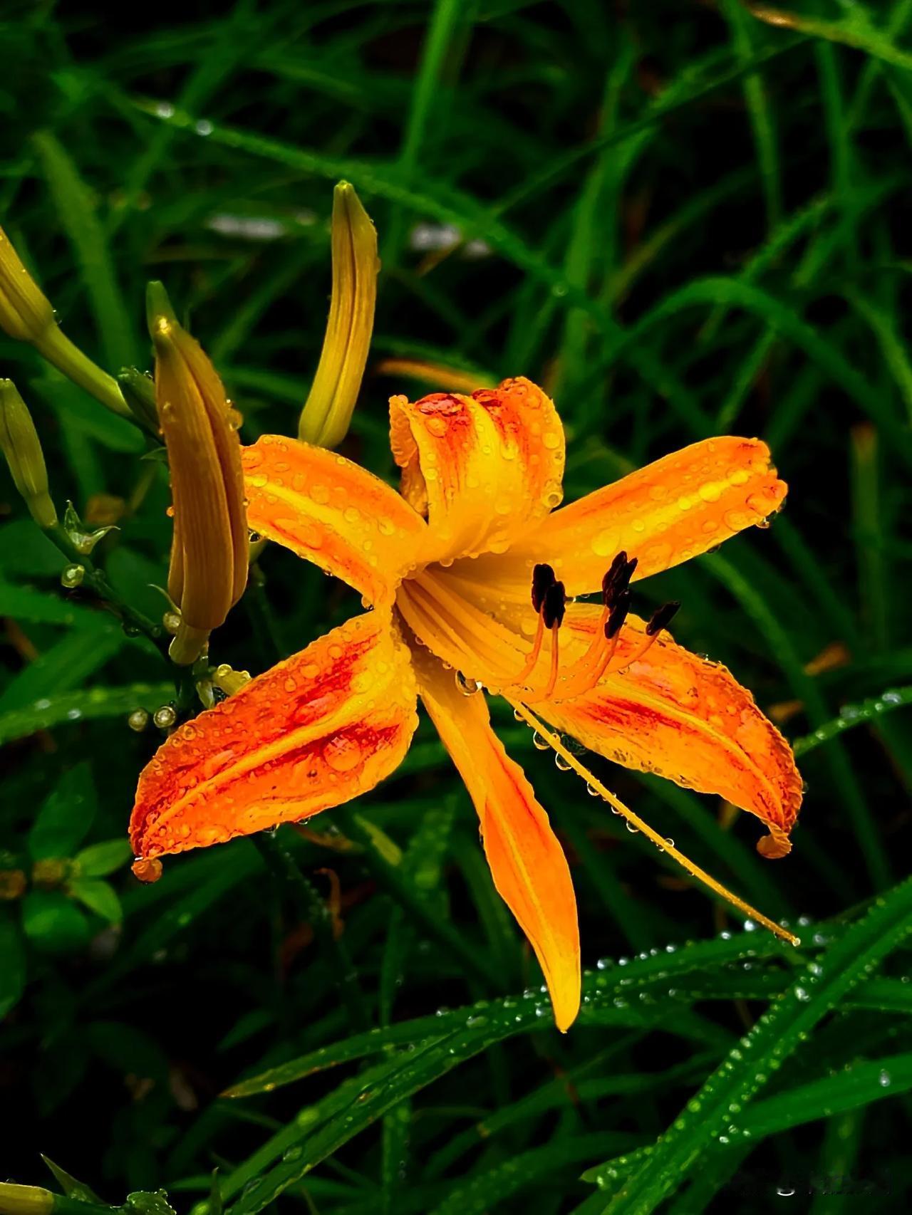 #秋日生活打卡季##立秋的花草# 萱草，据说可以炒肉或炖汤，是一味佳肴
百度了一