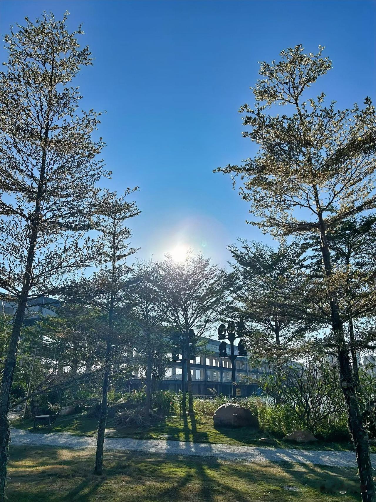 午后出门散步，一抬眼就被这片阳光晃了眼。

澄澈的蓝天底下，阳光穿过树枝的缝隙，