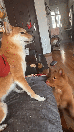 笑不活了！近日江苏，女子家的柴犬犯错把沙发外皮给咬破了，女子生气的教育柴犬，没想