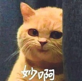 大精灵热谈汽车