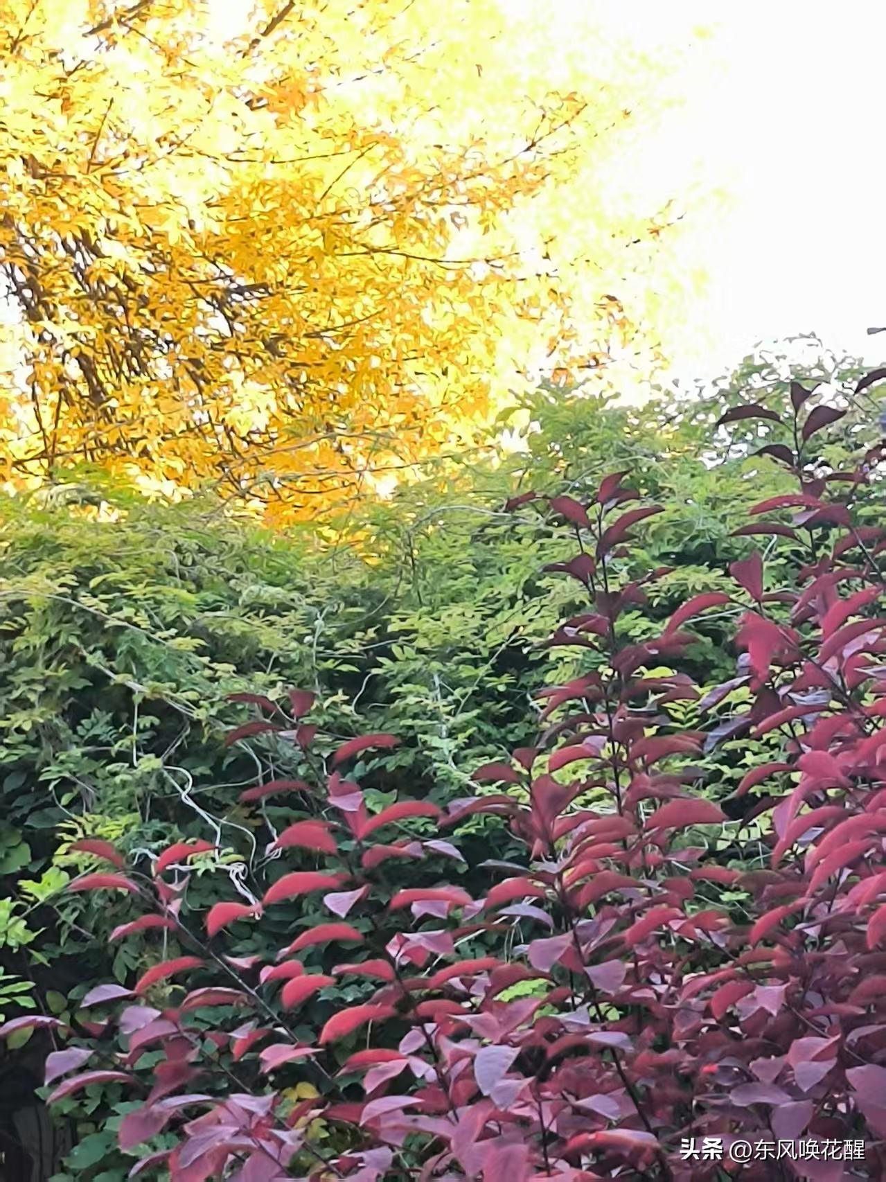 最美在深秋🍁
@豆包 帮我点评