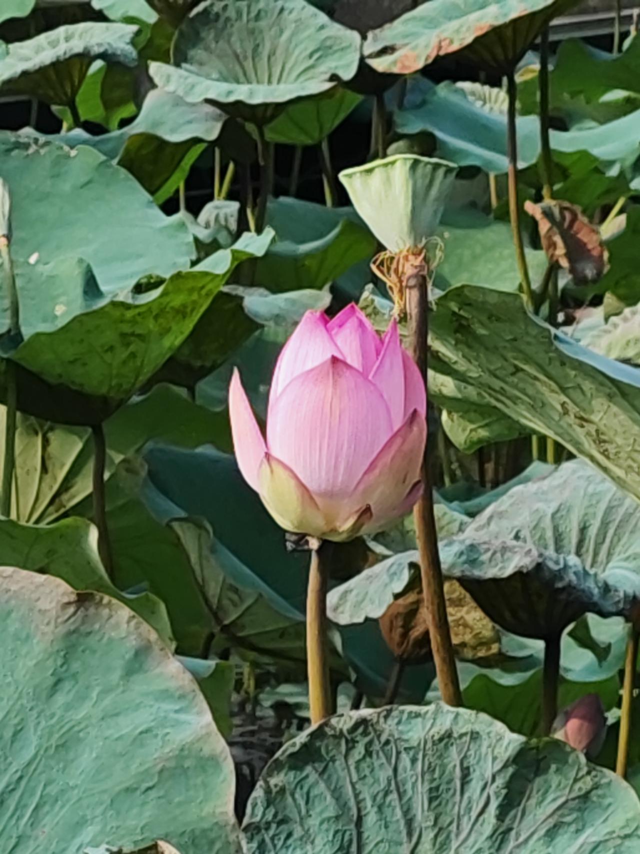 观荷花
翠叶浮清波，
红莲凝晓露，
亭亭玉立不染尘嚣。