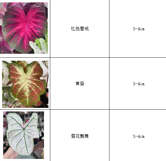 现货种球可批名单