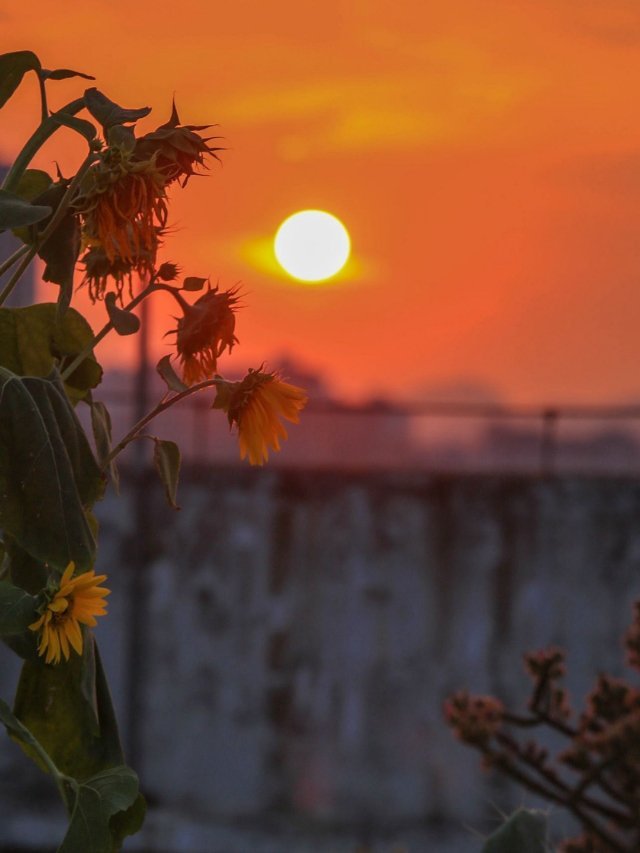 清晨的露珠晶莹剔透，象征着新的开始和纯净的心灵。早安！