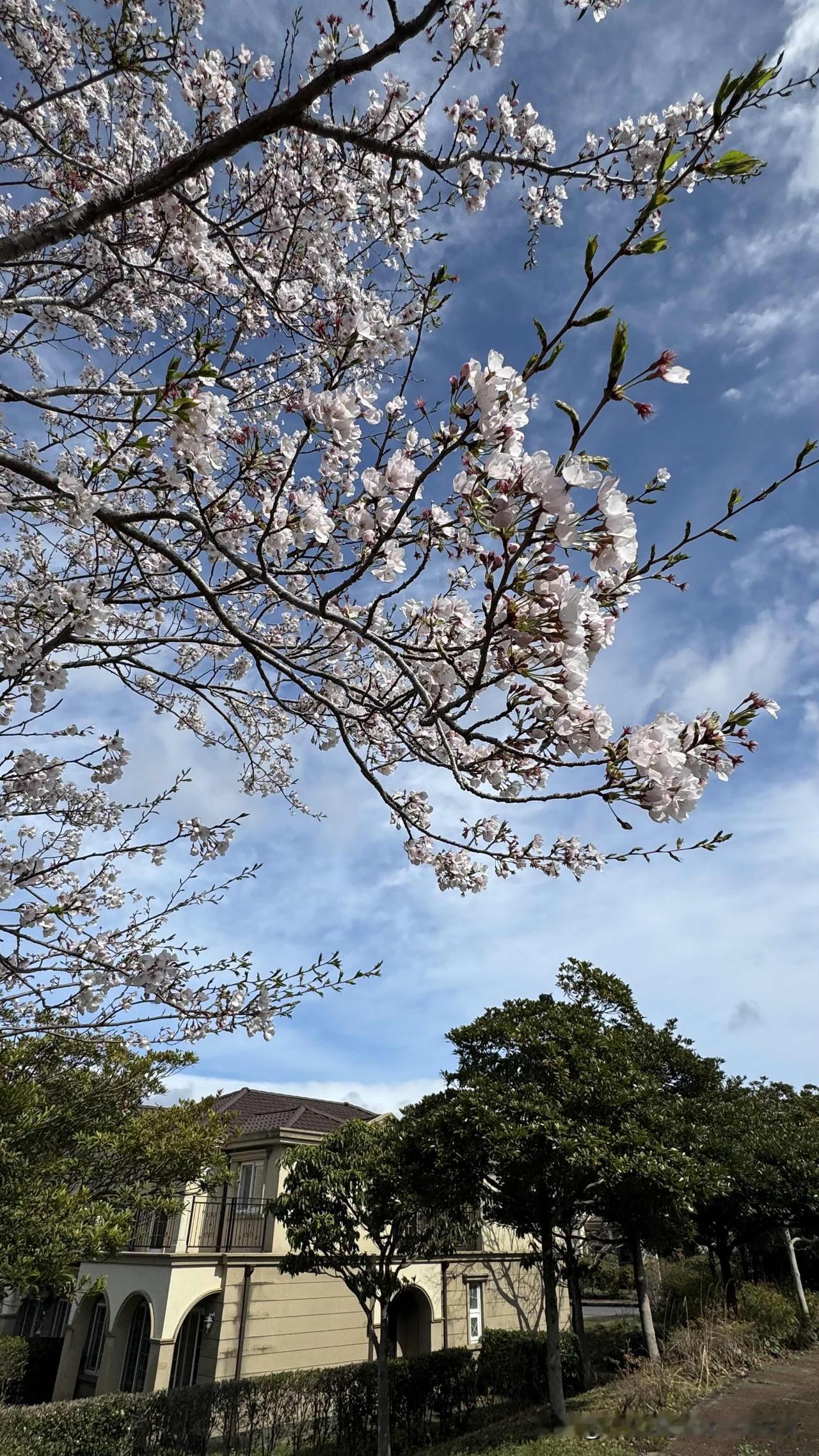 我们是普通退休工人，这一年多来，从东南亚到北美，再辗转到南半球，一路走了近十个国