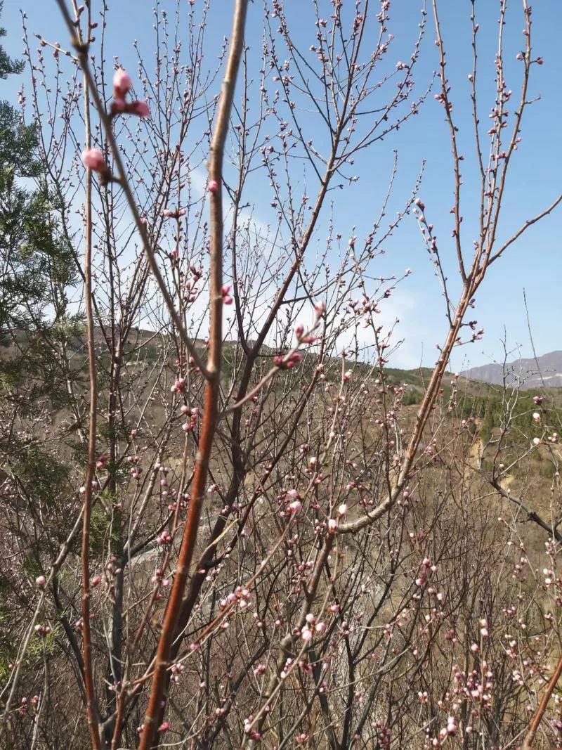 人生乐事，莫过静待花开

世人多爱奔赴盛景，追着繁花赶路，盼着即刻圆满

却少有
