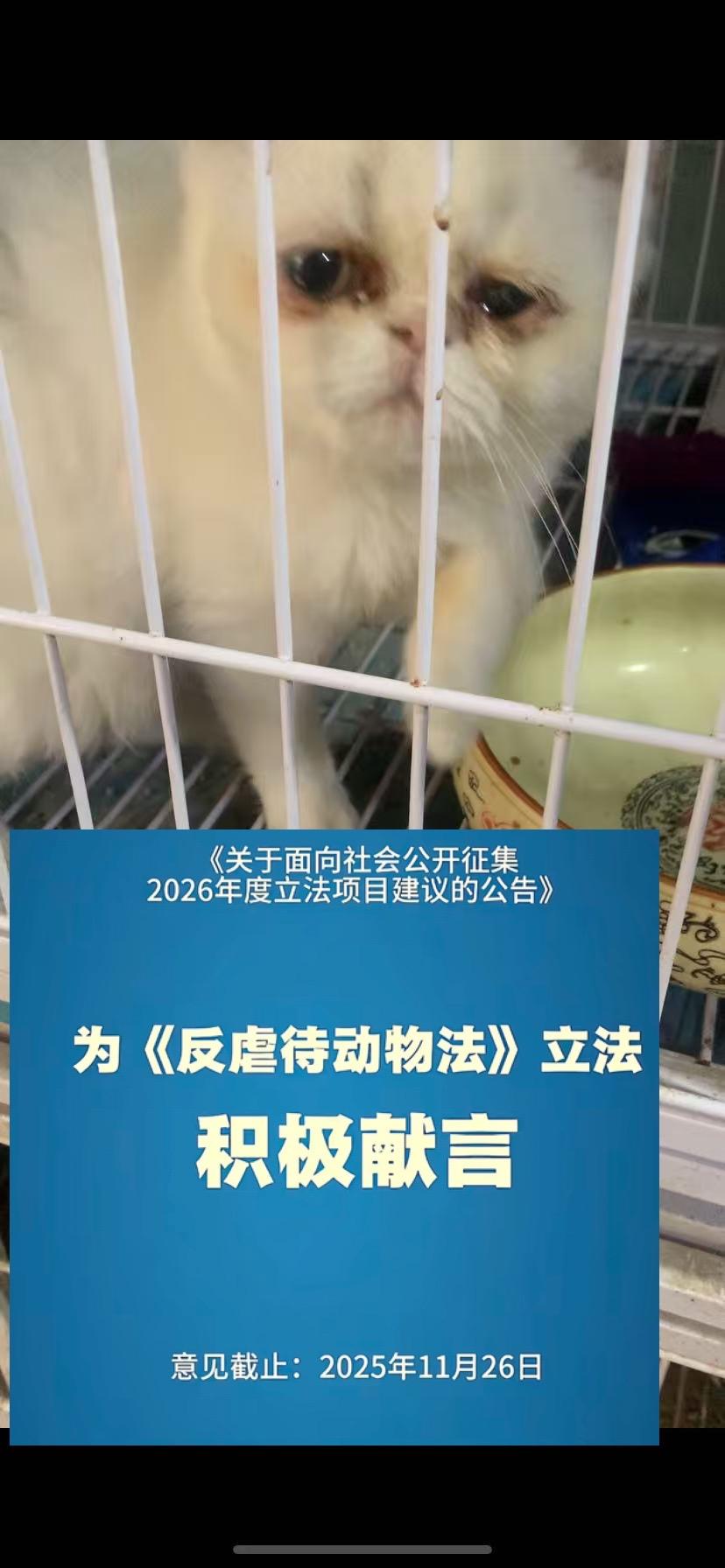 为《反虐待动物法》立法献言。后天11.26日截止啦！！！为毛孩子们希望...