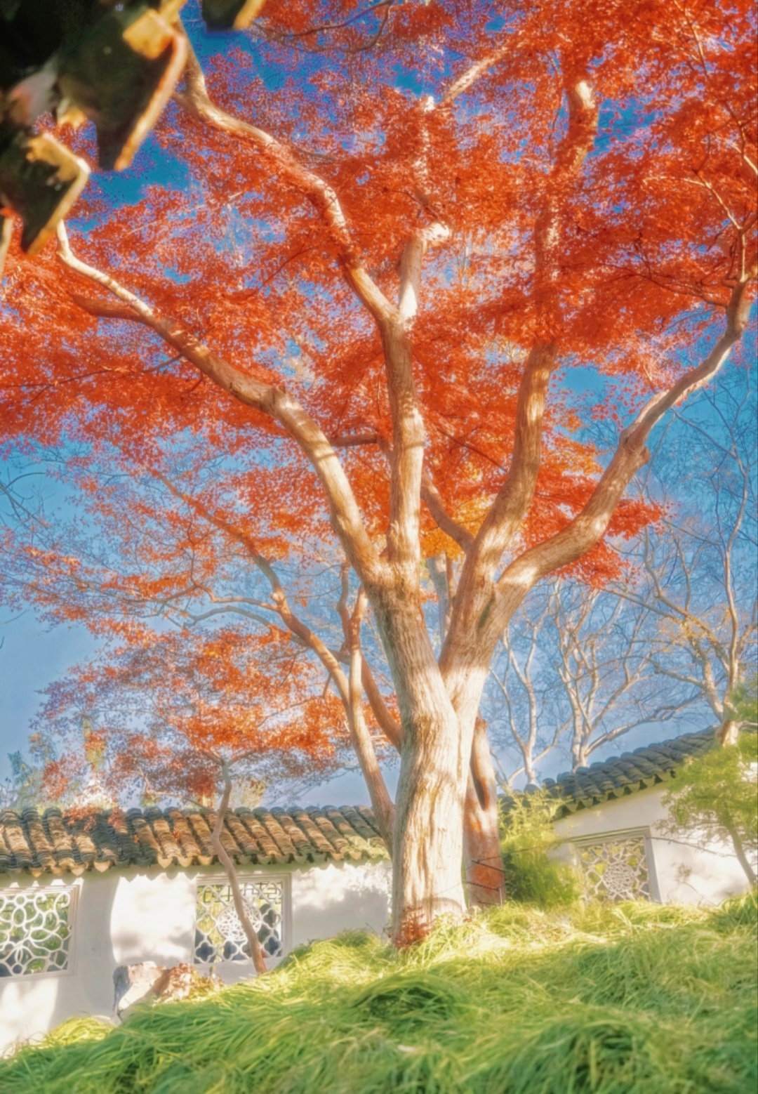 “ 红叶呈祥 … ” ​​​