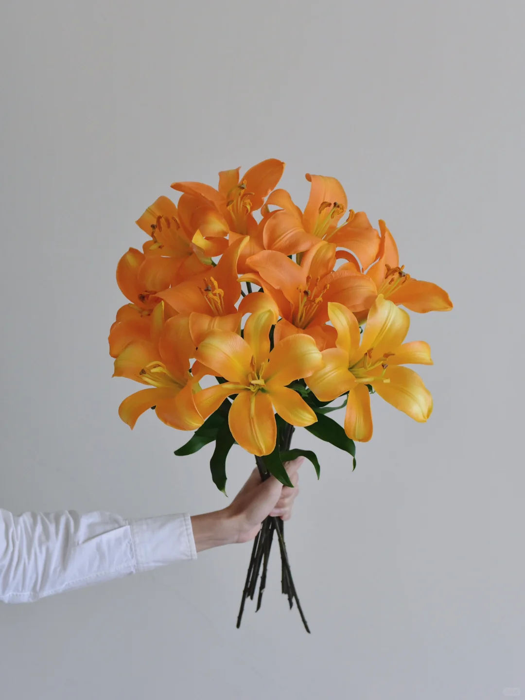 百合·土星之梦