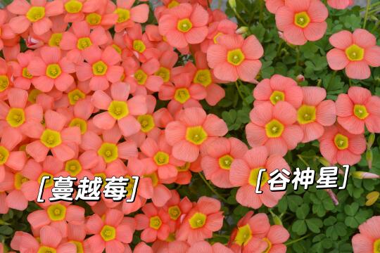 花色很雷同的酢浆草