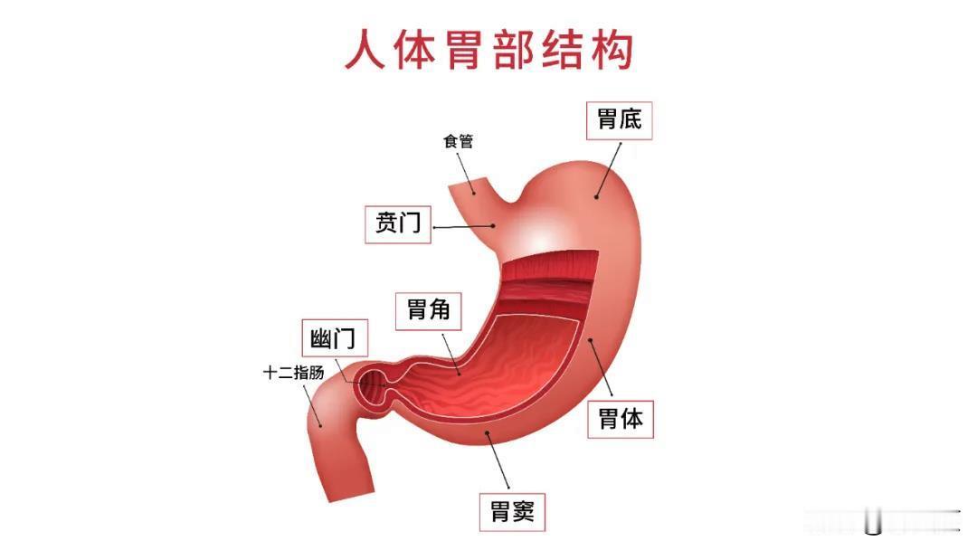 为什么人类作为杂食性非常高的动物，却有个非常脆弱的胃？[玫瑰]

人类的胃可并不