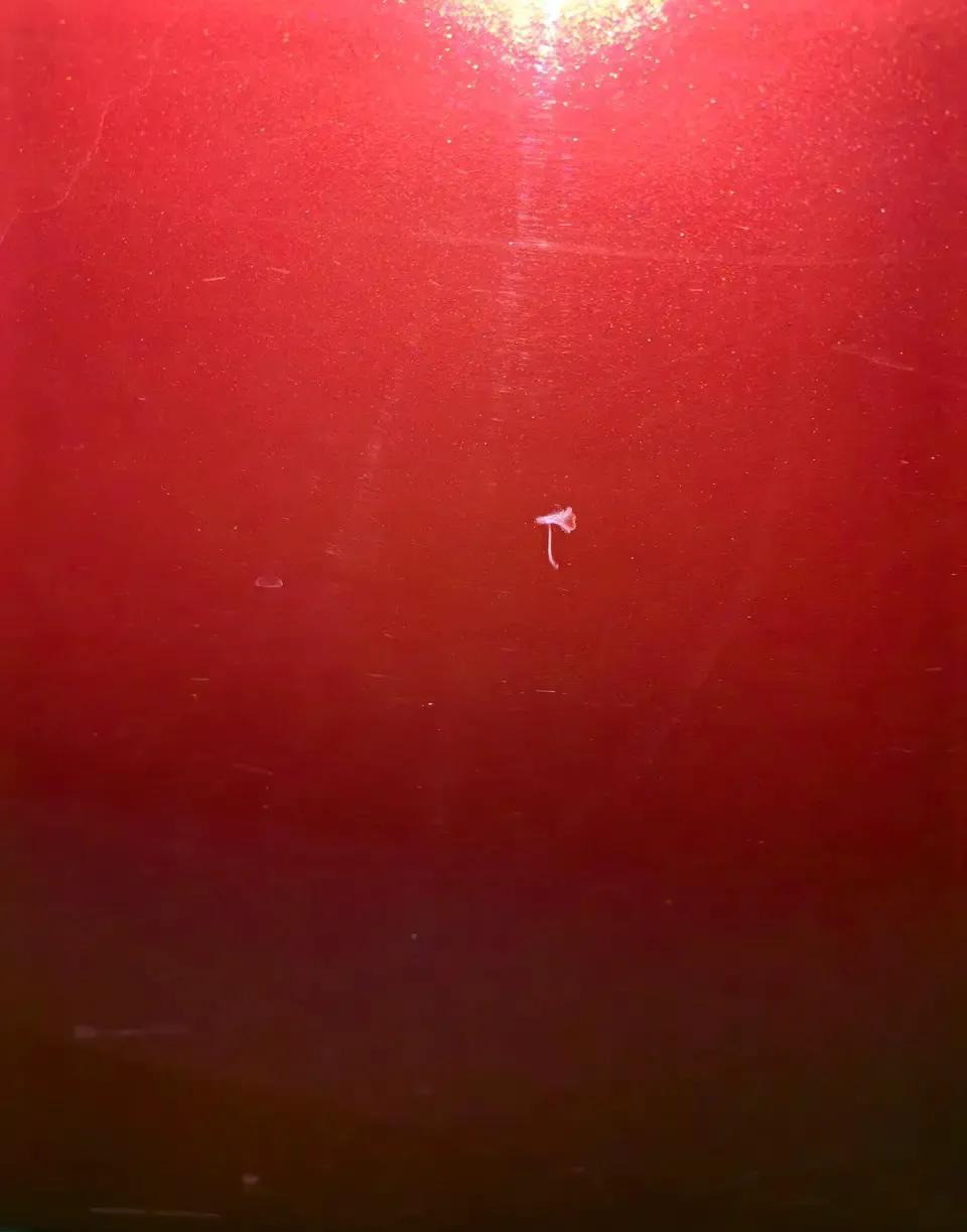 被人开门杀车门磕的露底漆了，车停在单位地库，我中午在车上睡觉，后面右侧车上车时候
