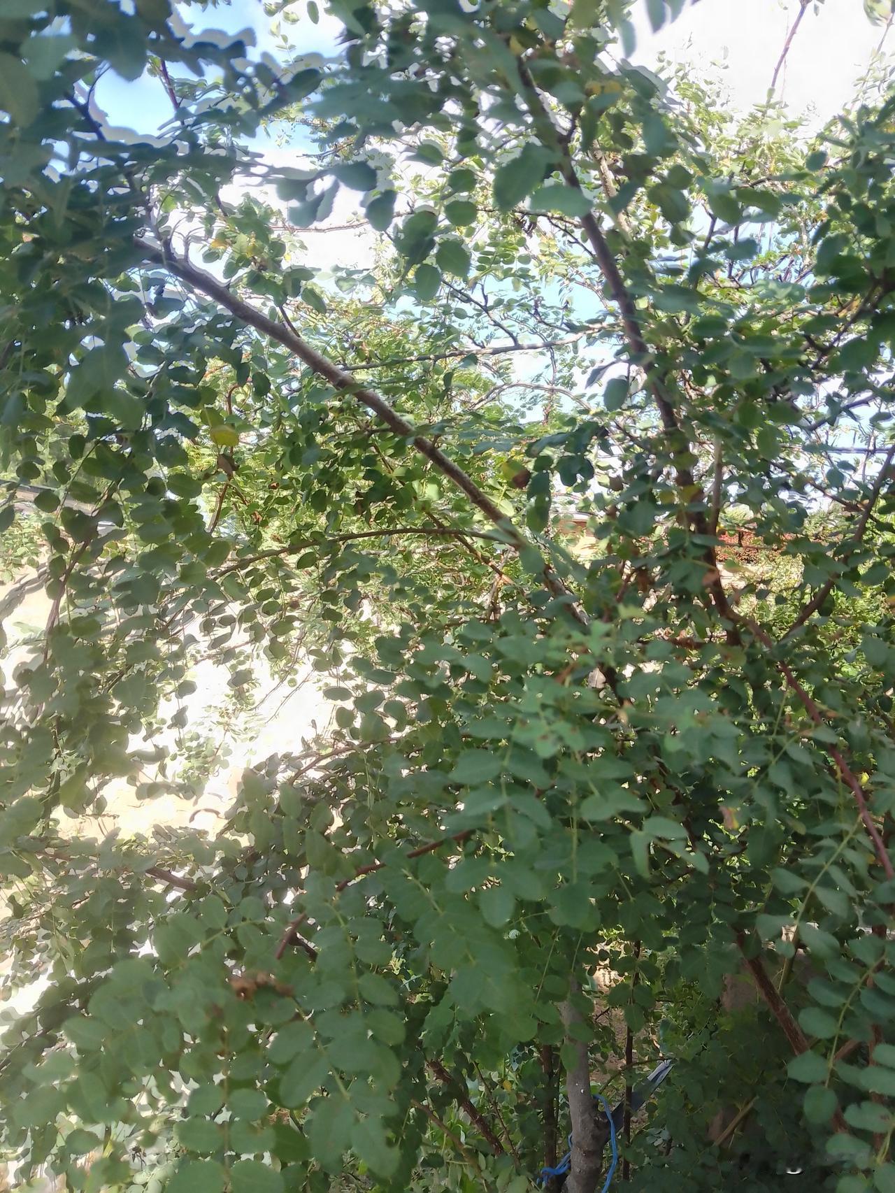 立秋已至，酷热难耐的夏天终于过去，凉爽宜人的秋天翩然而至。在这美好时光里，我们可