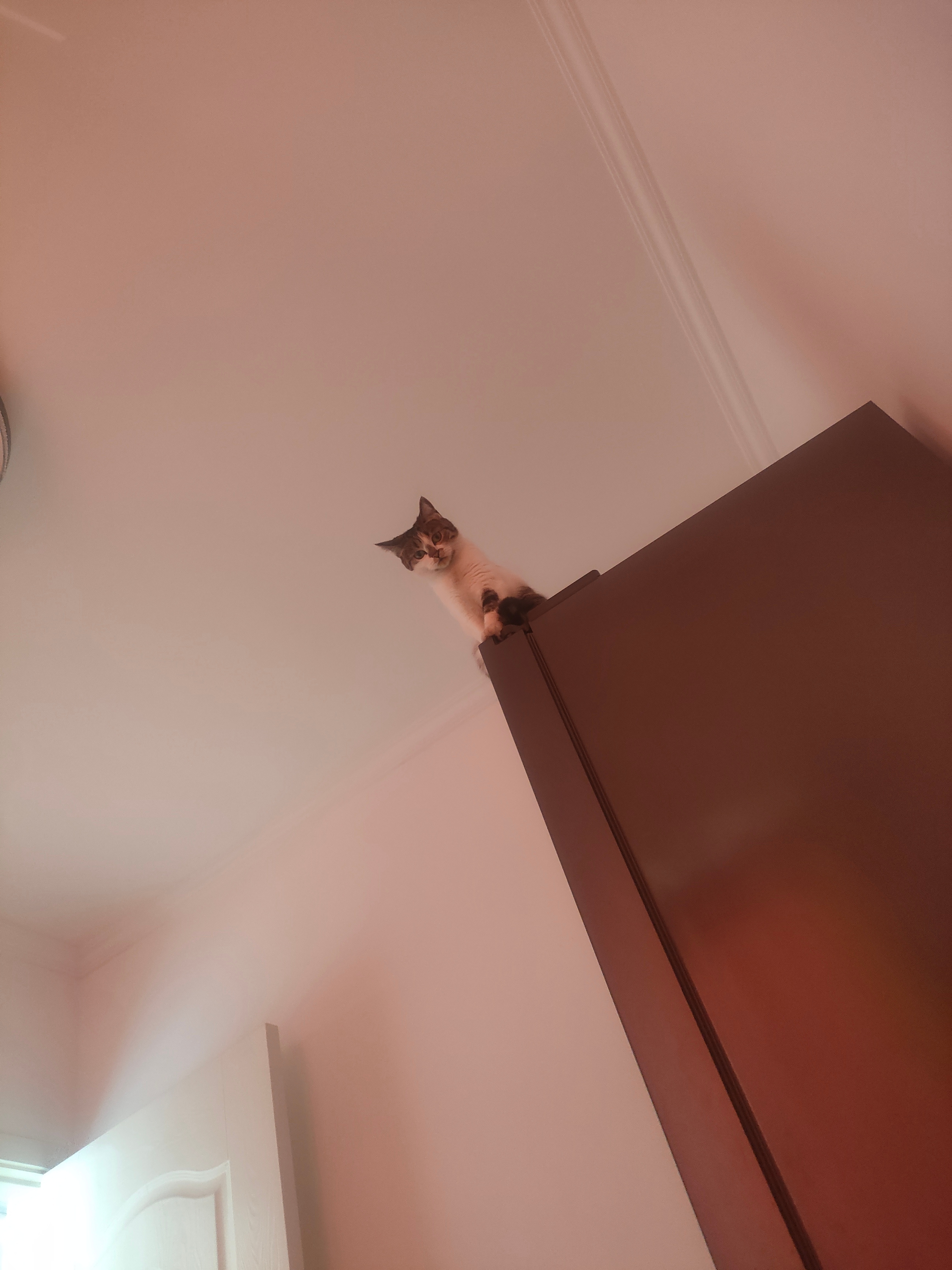 我家猫就这么站在和刘宇宁一般高的冰箱上面看着我 