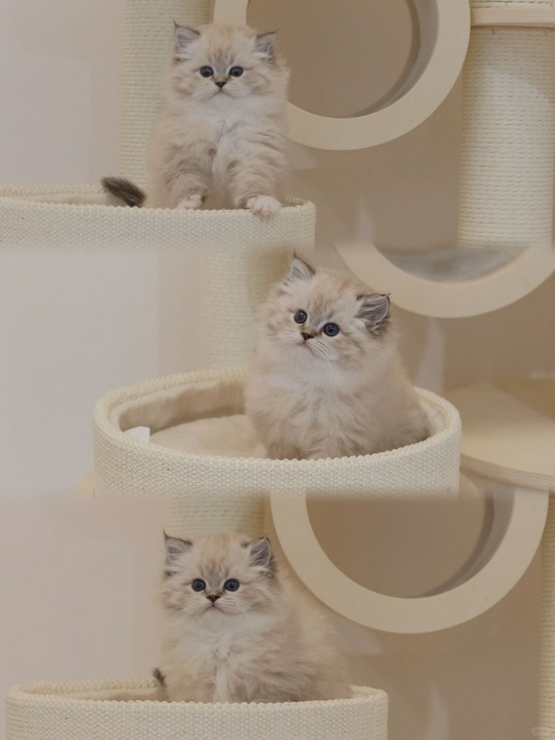 KERR布偶猫｜一只可爱的小脑斧🐯