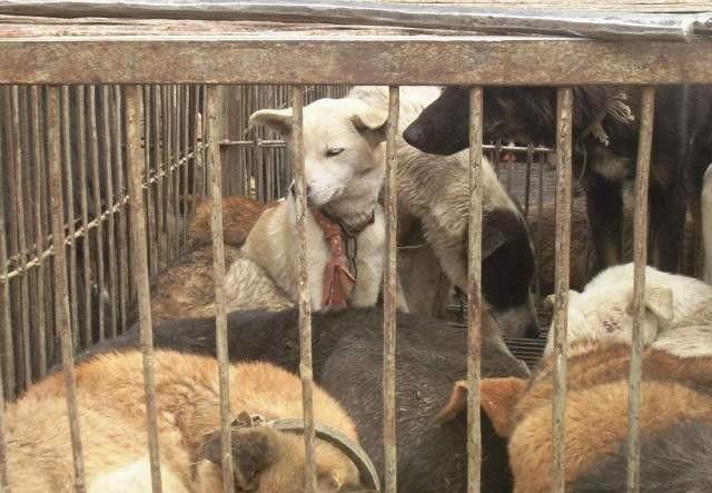 禁狗肉是“文明”，吃鲸肉是“传统”，日本耻感文化如何制造双标奇观。

2026年
