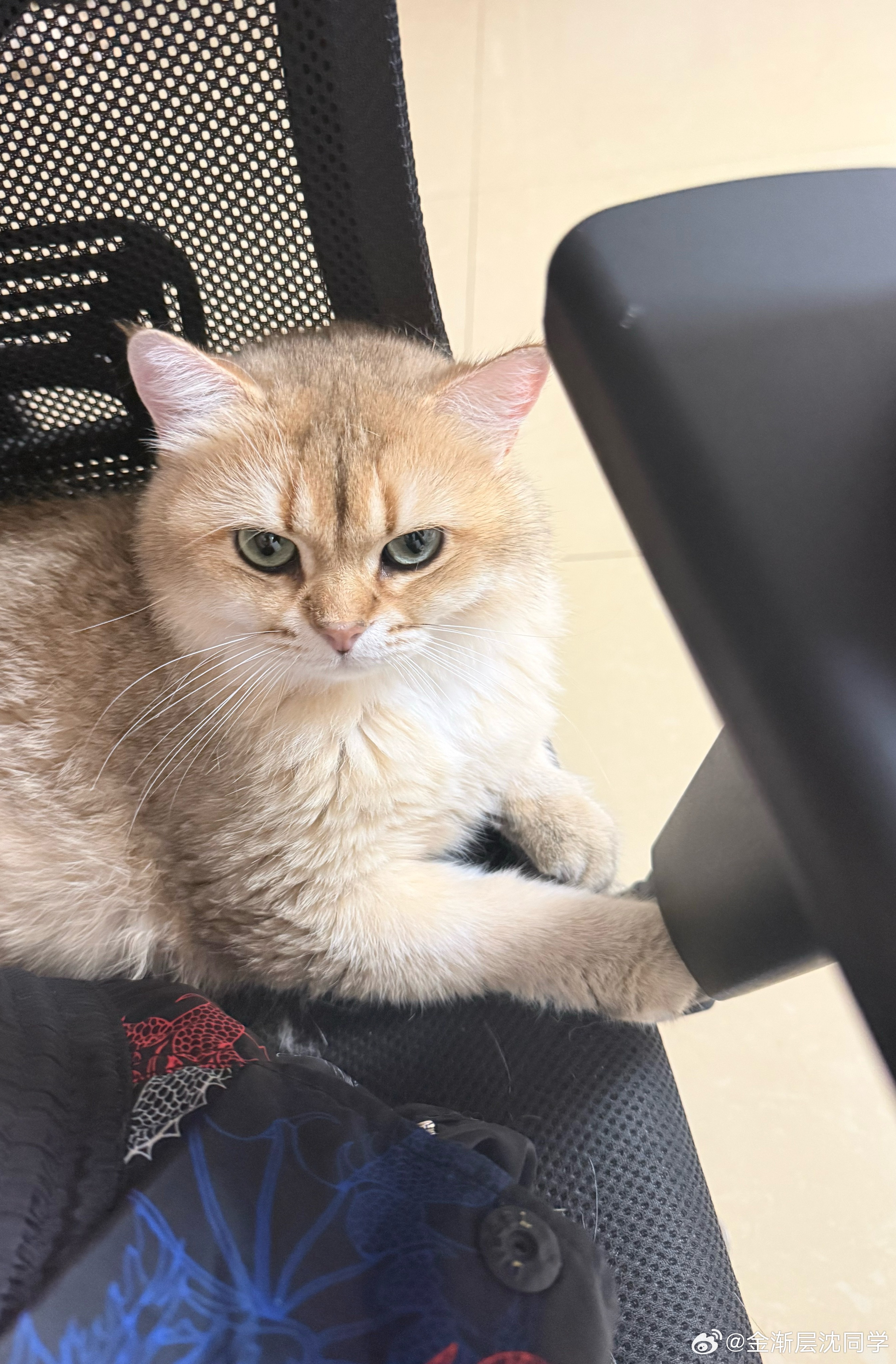 好傻萌宠猫咪