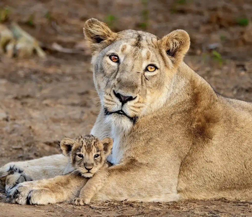 吉尔公园的小朋友们。每一只野生动物来到这个世界都要闯过无数的艰难险阻...